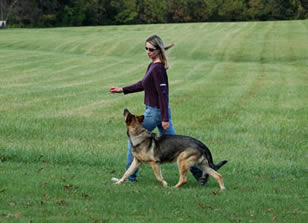 Mirga Zubkus heeling with a German Shepherd dog